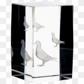 Pigeons And Doves, HD Png Download - 3d cube png
