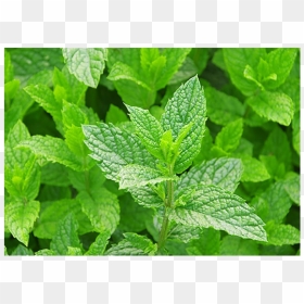 Five Medicinal Plants, HD Png Download - mint leaves png