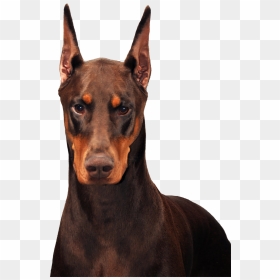 Doberman , Png Download - Transparent Doberman Png, Png Download - doberman png