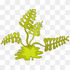 Algae Cartoon Cliparts - Algae Cartoon, HD Png Download - algae png