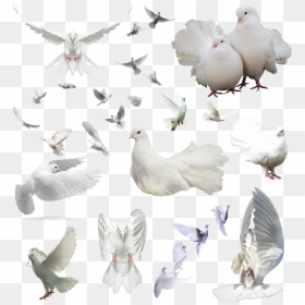 Dove Group Png , Png Download - Transparent Background Flying Dove Png, Png Download - palomas png