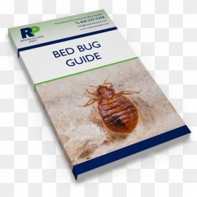 Transparent Bed Bug Png - Cockroach, Png Download - papel rasgado png