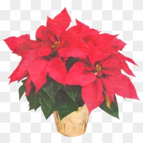 Poinsettia Transparent Flower Crown Clipart , Png Download - Poinsettia Plant Black Friday, Png Download - white flower crown png