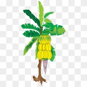 Transparent Tropical Climate Clipart - Vector Banana Tree Png, Png Download - tree illustration png