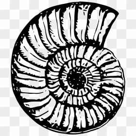 Big Image Png - Shell Fossil Clipart, Transparent Png - sea shells png