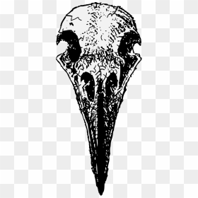 Drawing Ravens Skull - Transparent Crow Skull Png, Png Download - skull drawing png