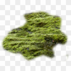 Moss Vector Algae - Transparent Moss Png, Png Download - algae png