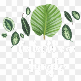Calathea Jungle - Illustration, HD Png Download - jungle plant png