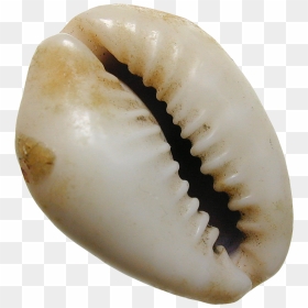 Cowrie Shell Transparent Background, HD Png Download - sea shells png