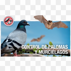 Control De Palomas Y Murciélagos , Png Download - Palomas Y Murcielagos, Transparent Png - palomas png