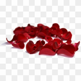 #rose #petals #falling #background #decoration - Transparent Background Rose Petal Png, Png Download - rose petals falling png