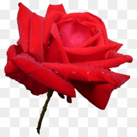 Garden Roses, HD Png Download - rose petals falling png