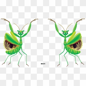 Mantes Religieuses Fond Blanc, HD Png Download - mantis png
