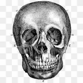 Drawn Skull Vintage - Vintage Skull Drawing, HD Png Download - skull drawing png
