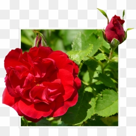 Rosas Rojas Png - Hybrid Tea Rose, Transparent Png - rosas rojas png