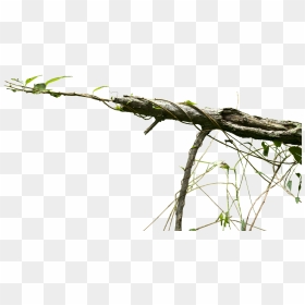 Creepy Vines Png, Transparent Png - vine plant png