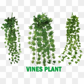 Untitled-1 Copy - Vines Plants, HD Png Download - vine plant png