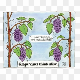 Grape Vines, HD Png Download - green vines png