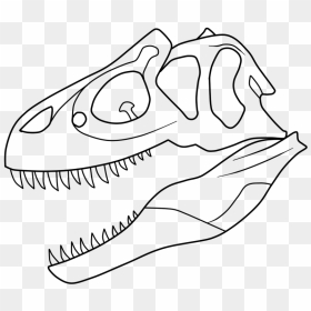 Allosaurus Skull Drawing - Dinosaur Skeleton Black And White Clipart, HD Png Download - skull drawing png