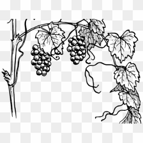 Vine Clipart Outline - Grapes Plant Clipart Black And White, HD Png Download - vine plant png