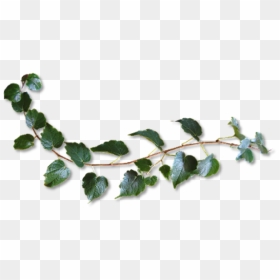 #plant #vine #green #freetoedit - Twig, HD Png Download - vine plant png