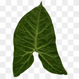 Ivy Clipart Big Leaf - Big Leaf Texture, HD Png Download - ivy texture png