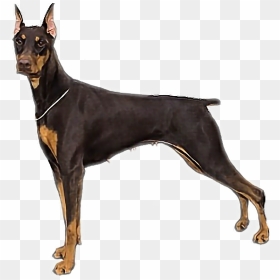 #doberman #dog - Doberman Pinscher, HD Png Download - doberman png