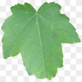 Transparent Ivy Texture Png - Maple Leaf, Png Download - ivy texture png