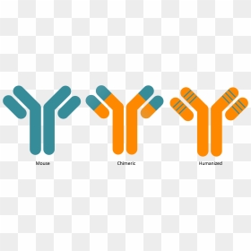 Antibody Humanisation - Antibody Humanization, HD Png Download - antibody png