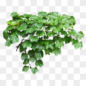 Ivy Png, Transparent Png - ivy texture png