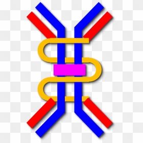 Iga Antibody Png Clipart , Png Download - Antibody Iga Png, Transparent Png - antibody png