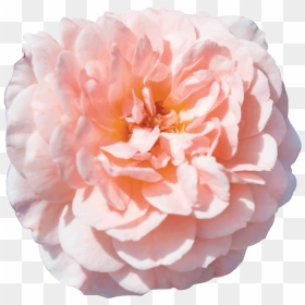 Apricot Drift®, HD Png Download - rose petals falling png