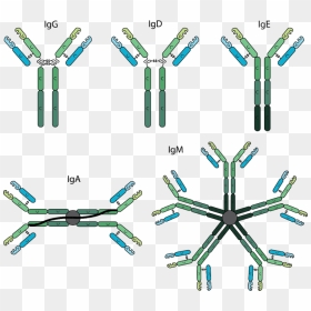 Transparent Antibody Clipart - Structure Of Different Antibodies, HD ...