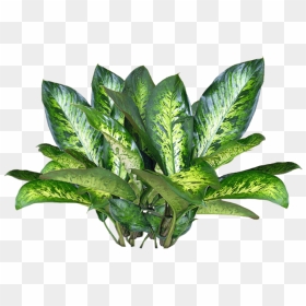 Plant Texture Png - Green Overlays For Edits, Transparent Png - ivy texture png