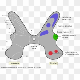 Spinal Cord Anatomy Gray Matter, HD Png Download - gray png