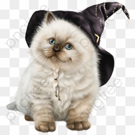 Transparent Hd Fat Cat Png Format Image With Size 800*800 - День Был Удачным, Png Download - fat cat png