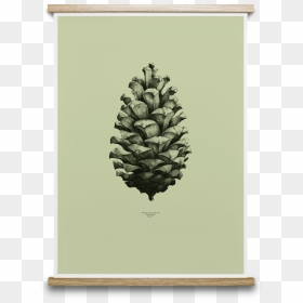 Transparent Pinecones Png - Pinecone Drawing, Png Download - pine cones png