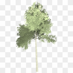 Thumb Image - Arvore Aquarela Png, Transparent Png - aspen tree png