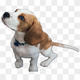 Beagle Dog Puppy Transparent - Raca De Cachorro Com Olhos Verdes, HD Png Download - beagle png