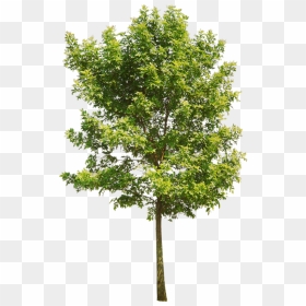 Aspen Tree Png - Red Oak Tree Png, Transparent Png - aspen tree png