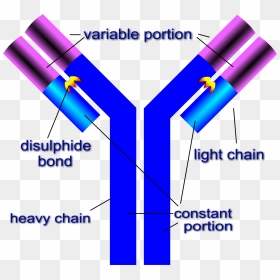Labeled Structure Of Antibody , Png Download - Labeled Structure Of Antibody, Transparent Png - antibody png
