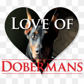 Companion Dog, HD Png Download - doberman png