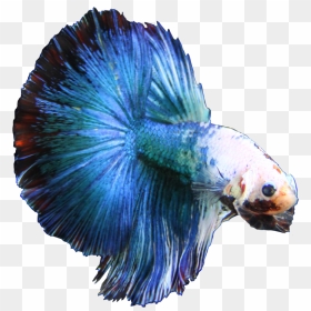 Blue Betta Fish Png , Png Download - Betta Fish Transparent Background, Png Download - betta fish png