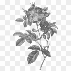 Damask Rose Vector Silhouette - Vintage Wild Rose Illustration, HD Png Download - damask png
