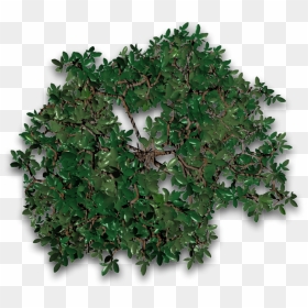 Transparent Tree Vines Png - Sageretia Theezans, Png Download - green vines png