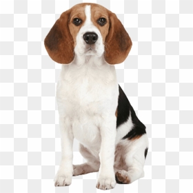 Beagle Dog Png Image - Beagle Dog White Background, Transparent Png - beagle png