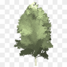 Tree Illustration Png - Painted Tree Png, Transparent Png - aspen tree png