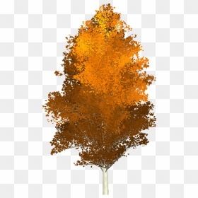 Quaking Aspen Tree Autumn Png - Bäume Png Herbst, Transparent Png - aspen tree png