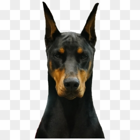 Dobermann, HD Png Download - doberman png