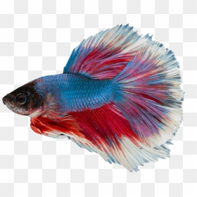 Transparent Background Betta Fish Png, Png Download - betta fish png